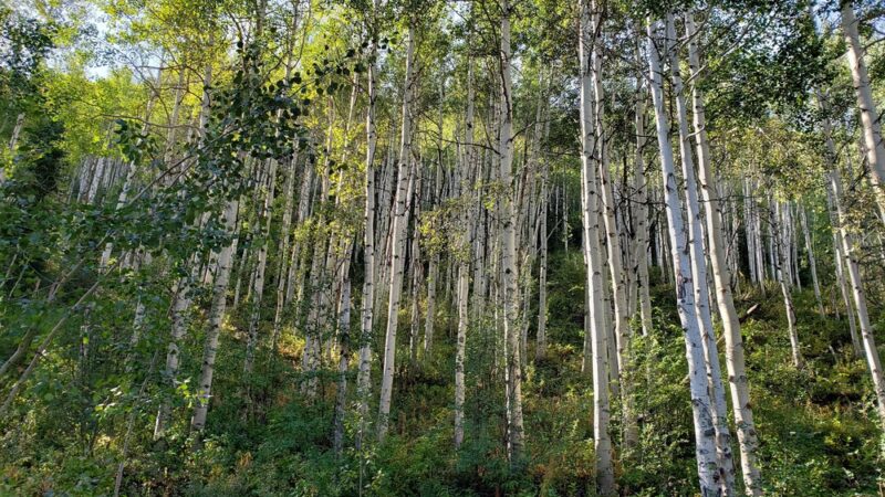 Vail Trail - Eastern Trailhead - Vail, CO