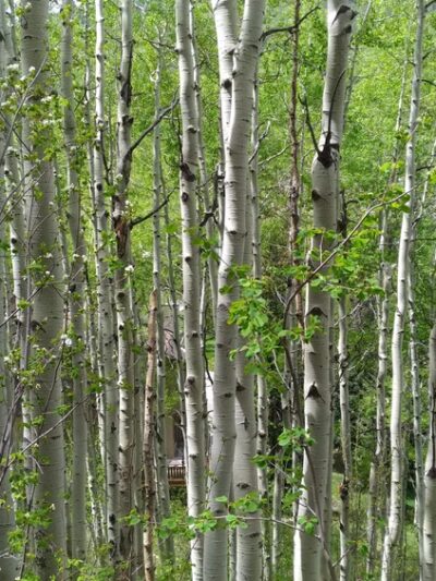 Vail Trail - Eastern Trailhead - Vail, CO