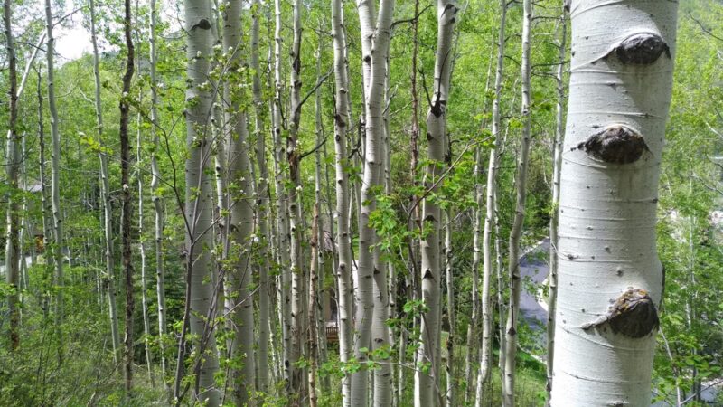 Vail Trail - Eastern Trailhead - Vail, CO