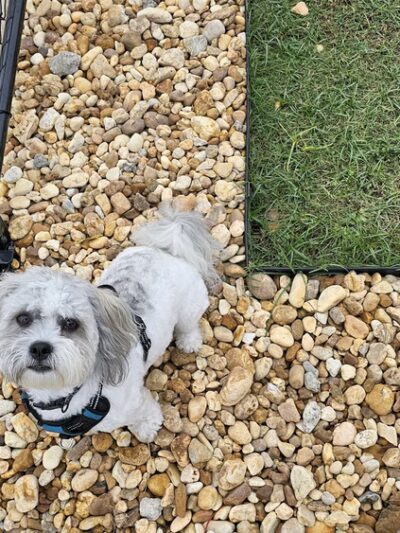 Dog Park at Love's Travel Stops - Valdosta, GA