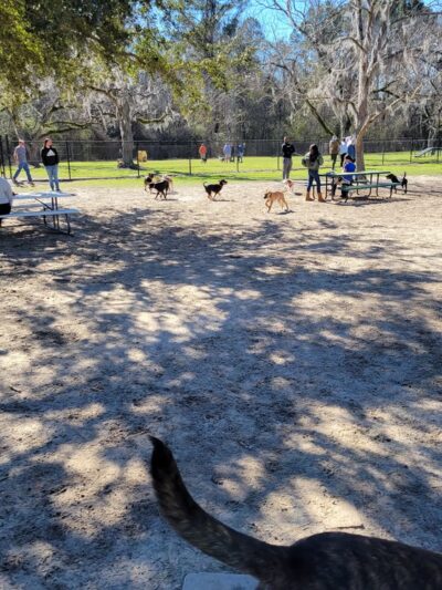 Freedom Park Dog Park - Valdosta, GA