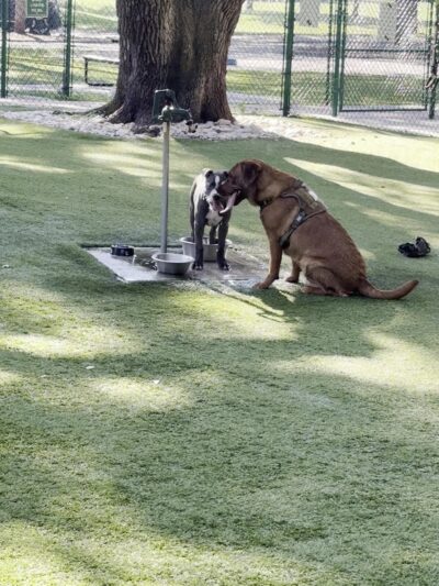 Freedom Park Dog Park - Valdosta, GA