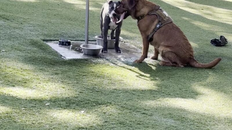 Freedom Park Dog Park - Valdosta, GA