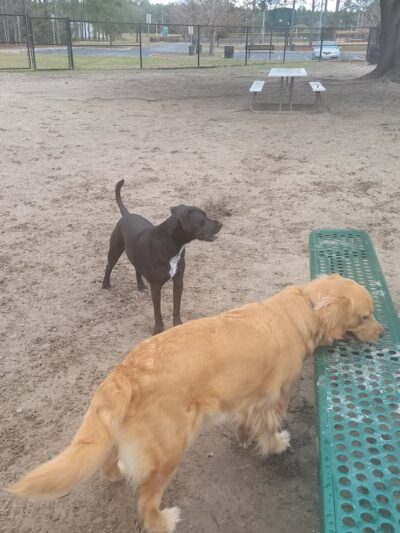 Freedom Park Dog Park - Valdosta, GA