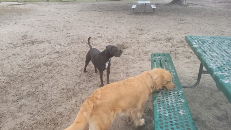 Freedom Park Dog Park - Valdosta, GA