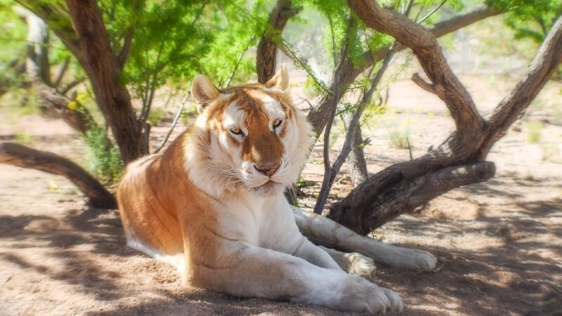 Keepers of the Wild Nature Park - Valentine, AZ