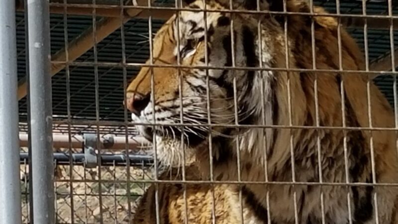 Keepers of the Wild Nature Park - Valentine, AZ