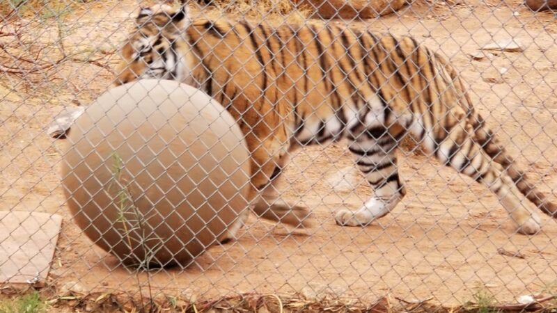 Keepers of the Wild Nature Park - Valentine, AZ