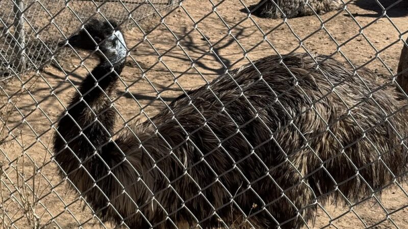 Keepers of the Wild Nature Park - Valentine, AZ