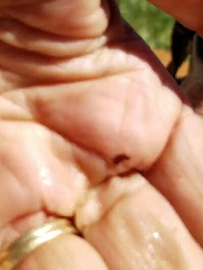 Valley Center Dog Dock - Valley Center, CA