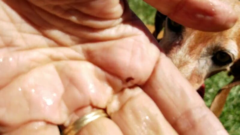 Valley Center Dog Dock - Valley Center, CA