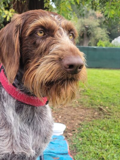 Valley Center Dog Dock - Valley Center, CA