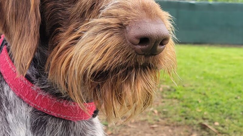 Valley Center Dog Dock - Valley Center, CA