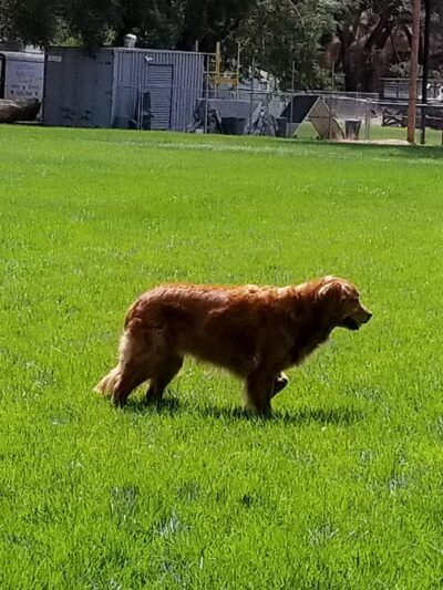 Valley Center Dog Dock - Valley Center, CA