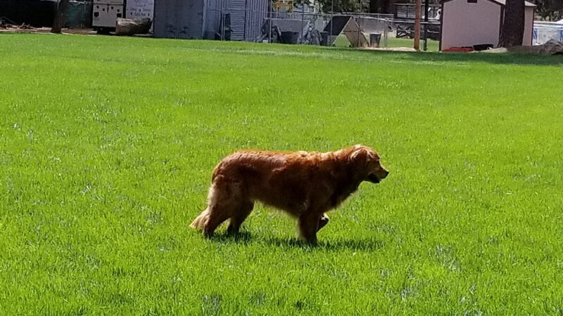 Valley Center Dog Dock - Valley Center, CA