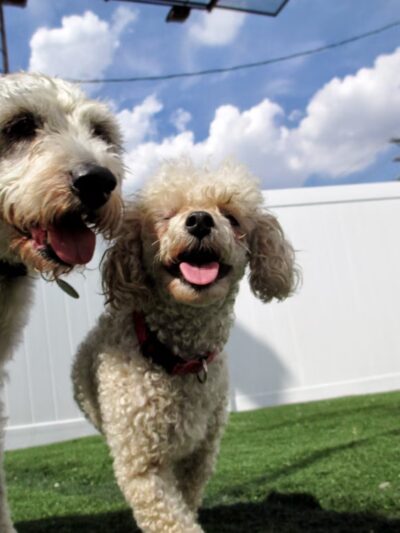 No Leash Needed - Valley Park, MO