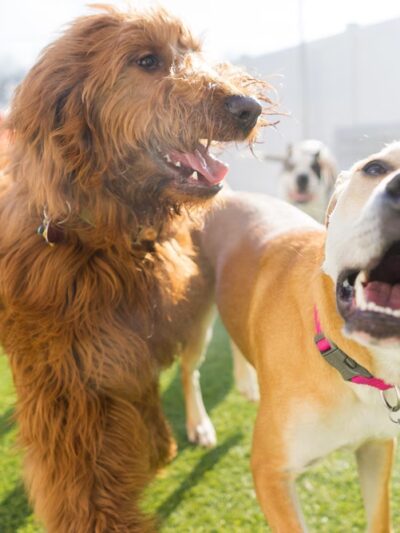 No Leash Needed - Valley Park, MO