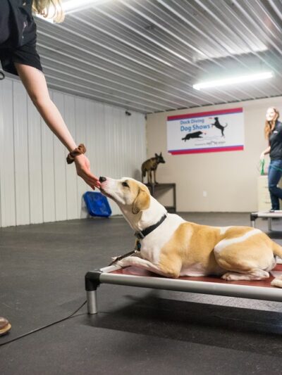 No Leash Needed - Valley Park, MO