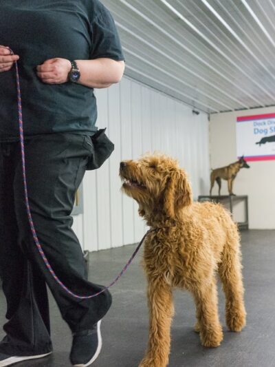 No Leash Needed - Valley Park, MO