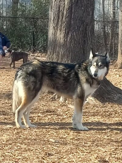 Vancleave Dog Park - Vancleave, MS