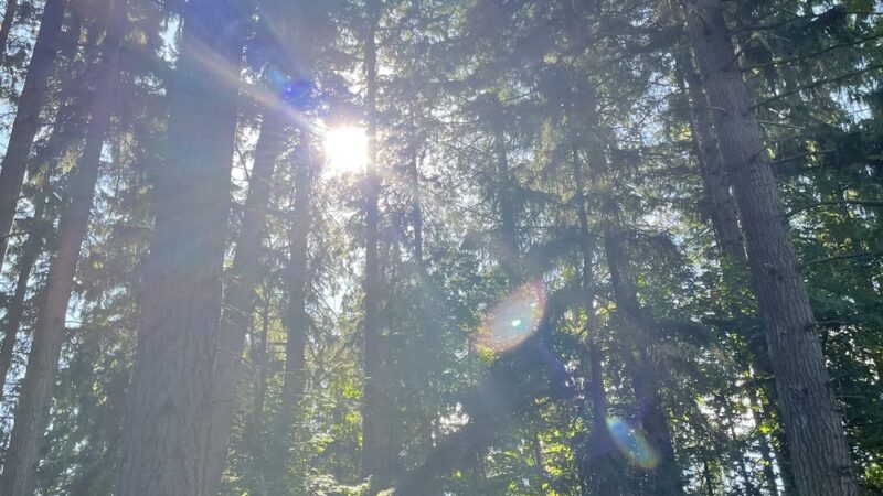 Dark Park - Vancouver, WA