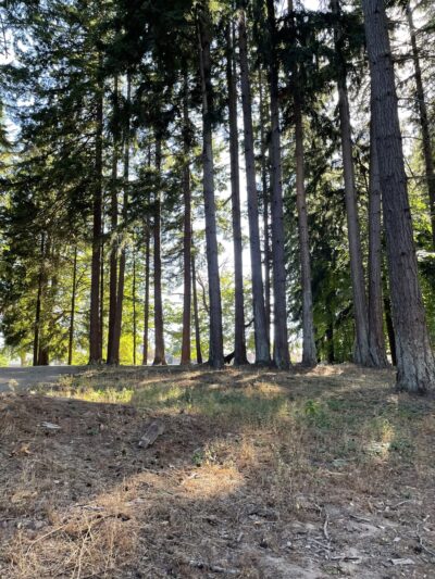 Dark Park - Vancouver, WA