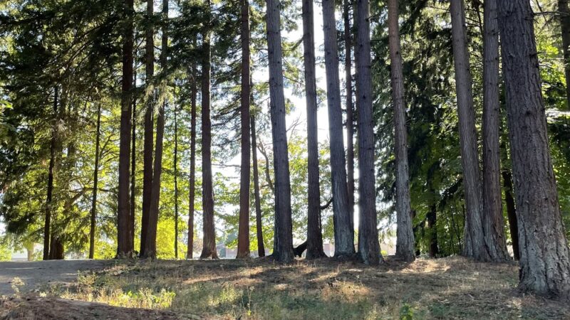 Dark Park - Vancouver, WA