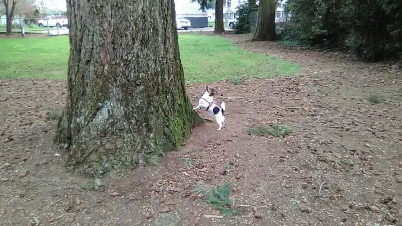 Evergreen Park - Vancouver, WA