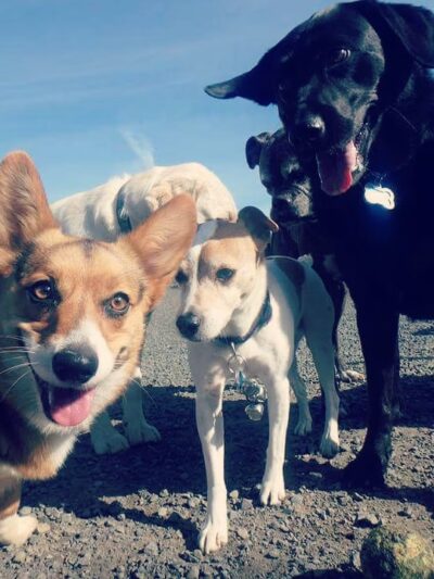 Happy Puppy Park - Vancouver, WA