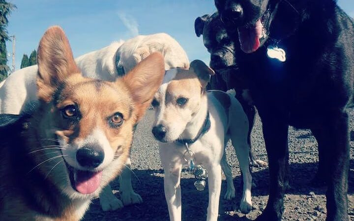 Happy Puppy Park - Vancouver, WA