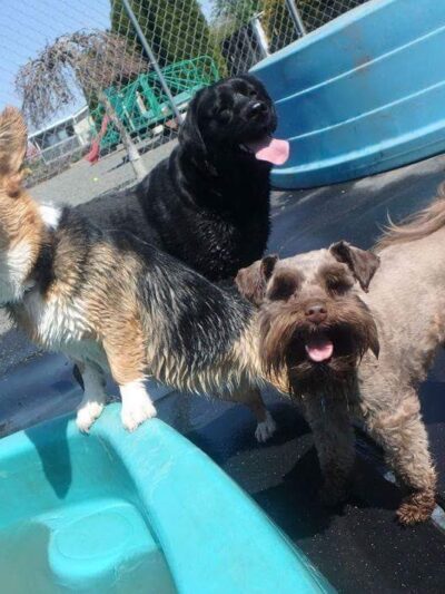 Happy Puppy Park - Vancouver, WA