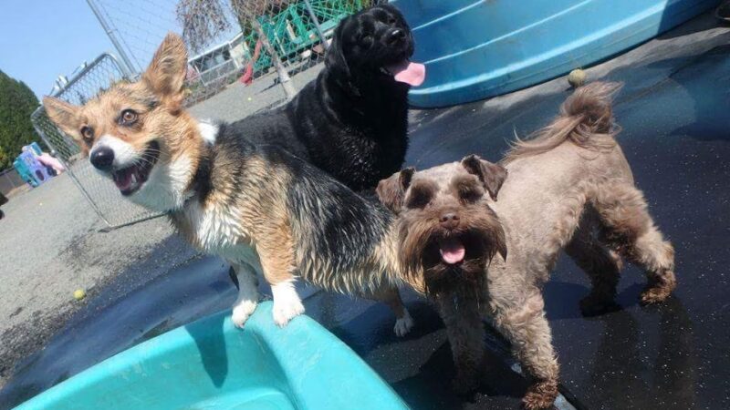 Happy Puppy Park - Vancouver, WA