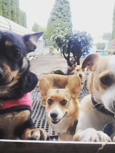 Happy Puppy Park - Vancouver, WA