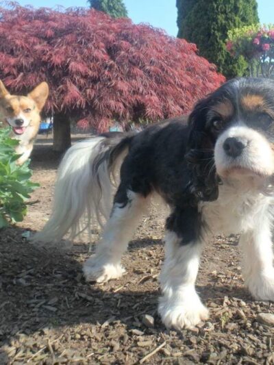 Happy Puppy Park - Vancouver, WA