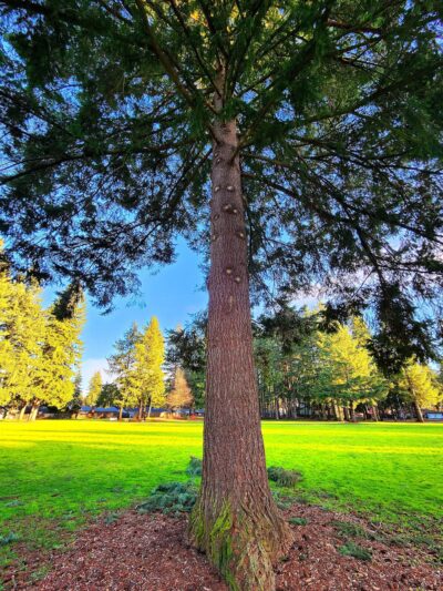 Hearthwood Park - Vancouver, WA