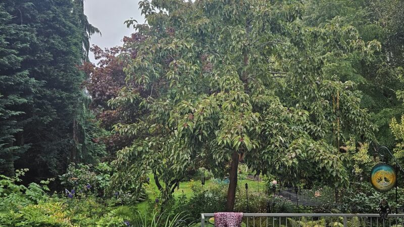 Hidden Glen Park - Vancouver, WA