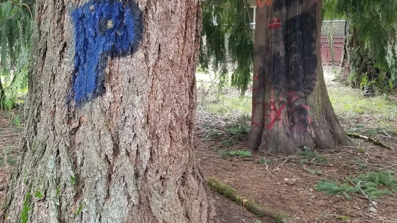 Lauren Park - Vancouver, WA