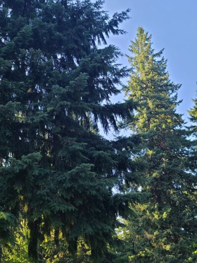 Orchards West Park - Vancouver, WA