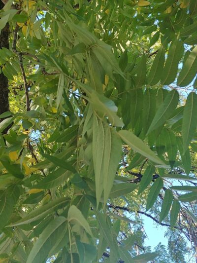 Washington School Park - Vancouver, WA