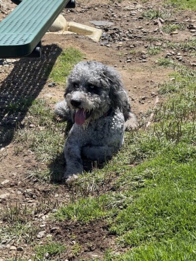 Dog Park - Vandenberg Space Force Base, CA