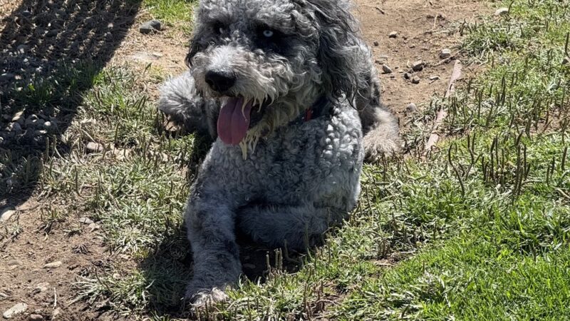 Dog Park - Vandenberg Space Force Base, CA
