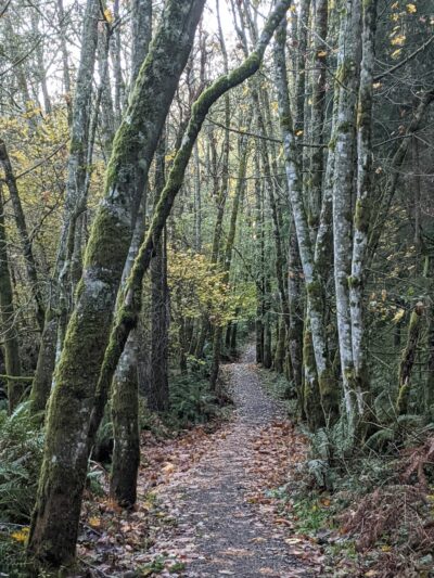 Dockton Forest - Mountain Bike Trails - Vashon, WA