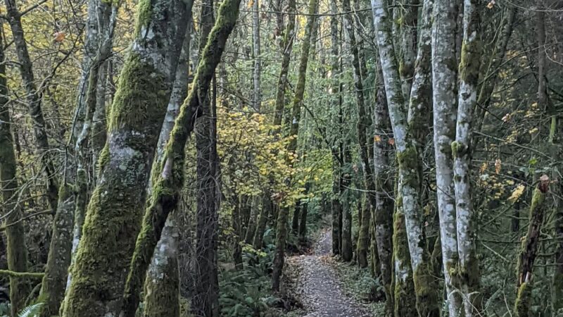 Dockton Forest - Mountain Bike Trails - Vashon, WA