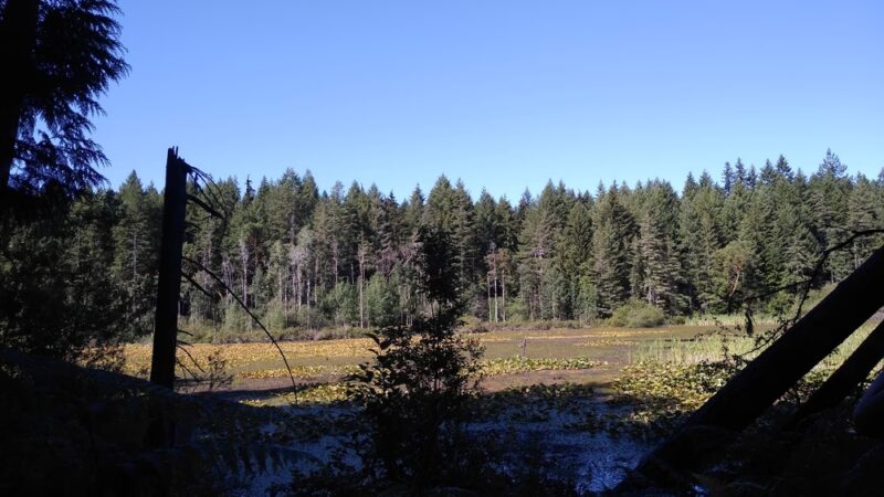 Fisher Pond - Vashon, WA