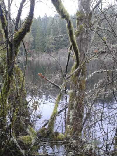 Fisher Pond - Vashon, WA