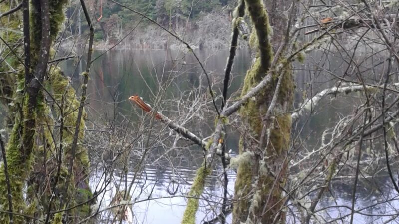 Fisher Pond - Vashon, WA