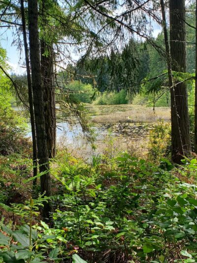 Fisher Pond - Vashon, WA