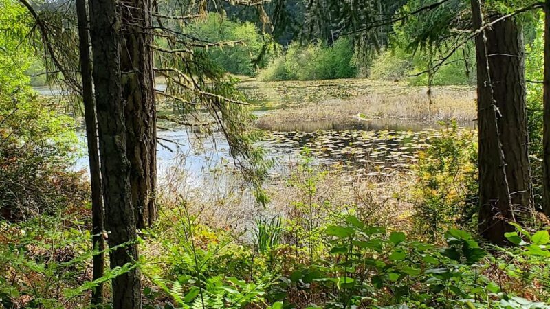 Fisher Pond - Vashon, WA