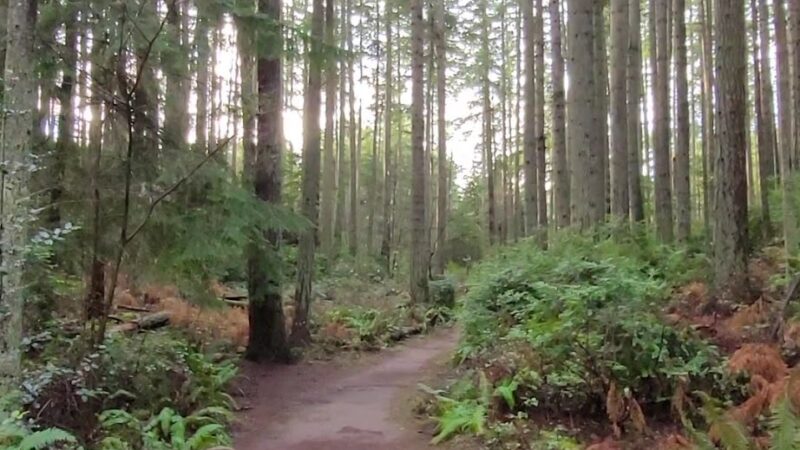 Island Center Forest 188th Trailhead - Vashon, WA
