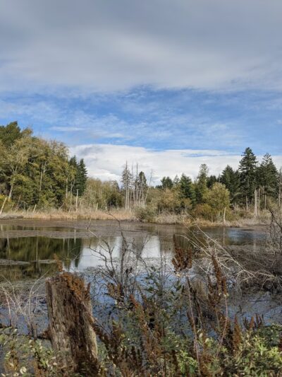 Island Center Forest 188th Trailhead - Vashon, WA